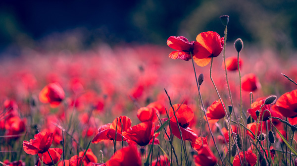 Anzac Day 2023